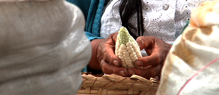 10 formas de incorporar el conocimiento tradicional indígena en la conservación ambiental