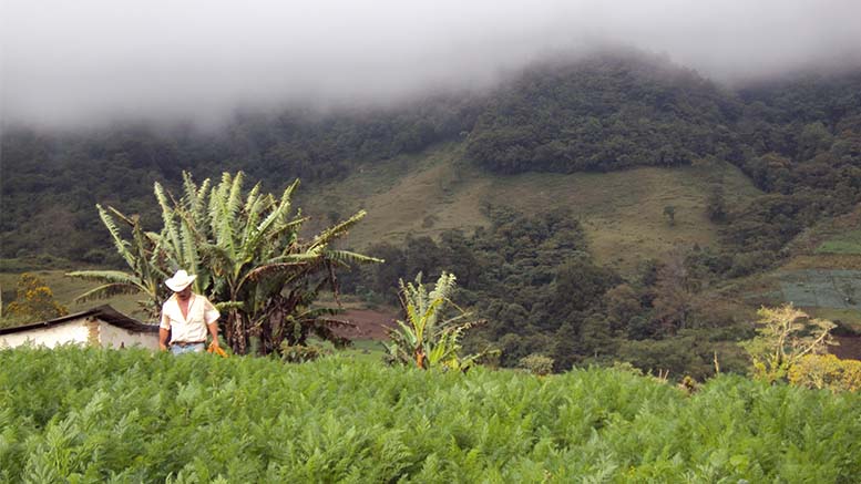 ¿Cómo reactivar la economía y recuperar el empleo en países altamente informales?