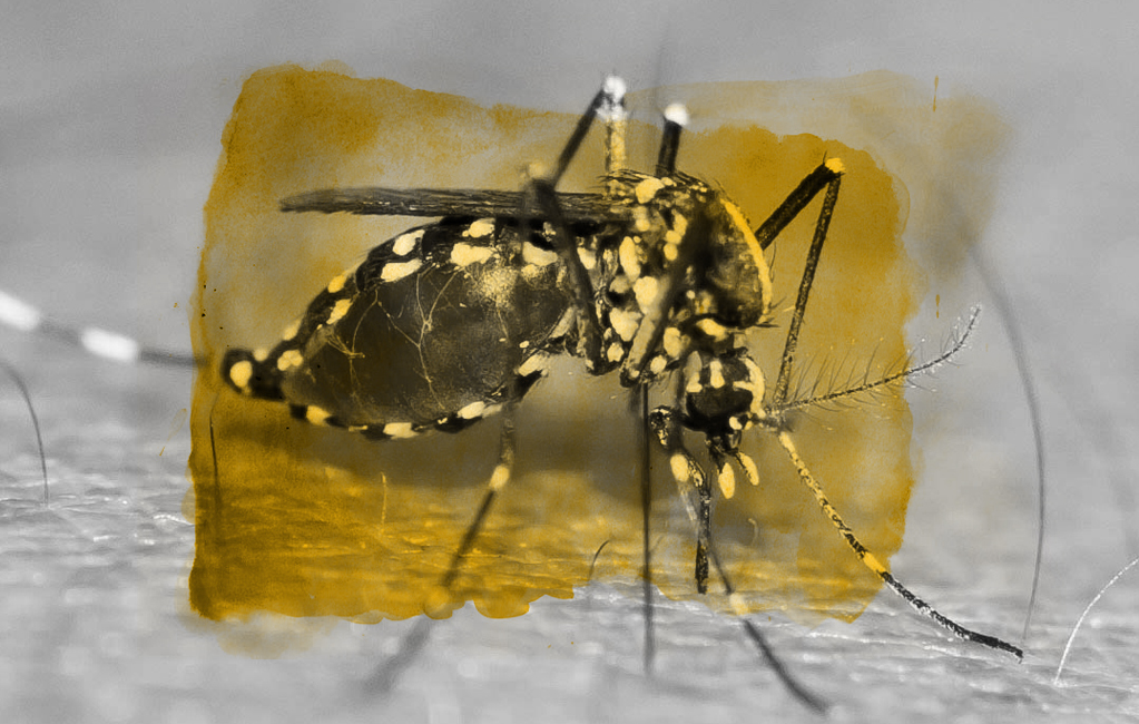 Los mosquitos que afectan a más de 390 millones de personas al año