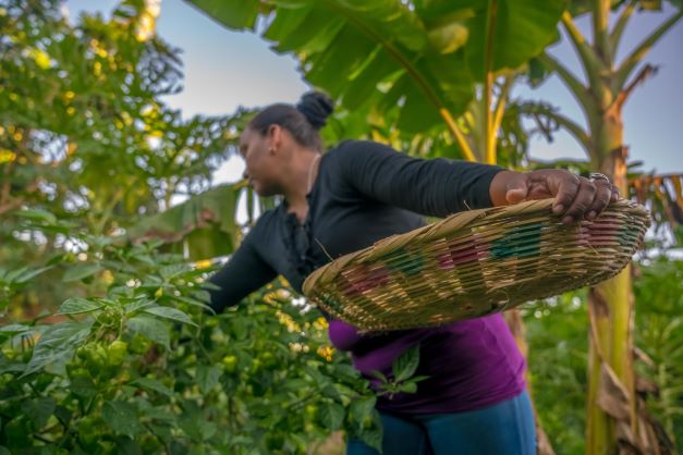 Tendencias compartidas e interpretaciones contextuales para el desarrollo con identidad indígena